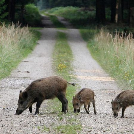 Chernobyl: Scientists solve mystery of why wild boars are more radioactive than other animals