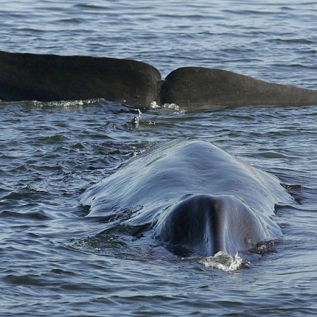 Iceland resumes fin whale hunting to dismay of animal welfare groups