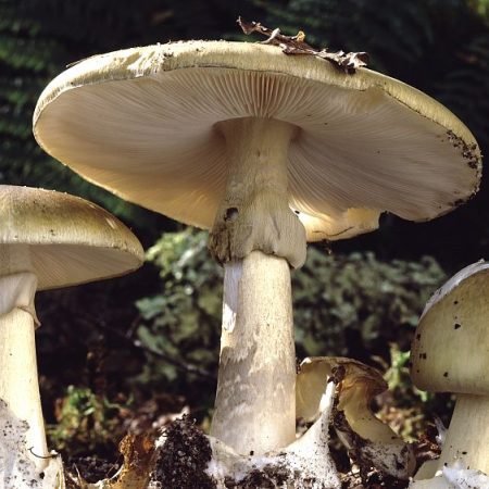 Mushroom poisonings are up in France – and it’s all due to the weather